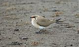 Collared Pratincoleborder=